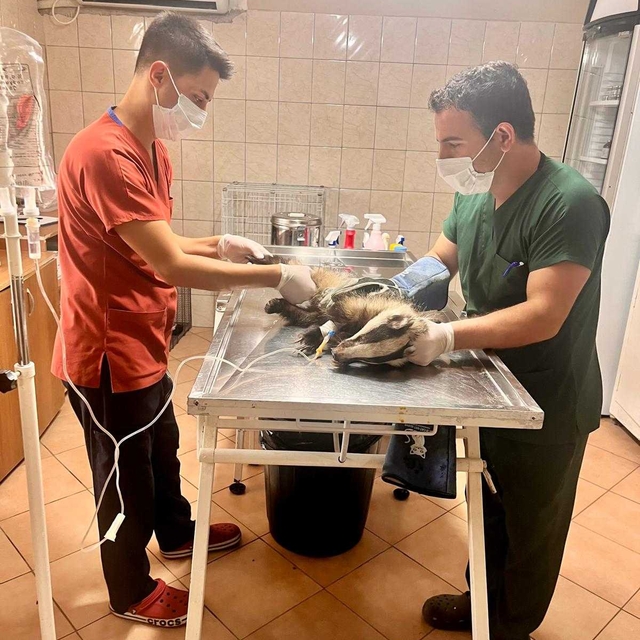 Antalya'da bir evin bahçesinde bulunan porsuk tedavi altına alındı