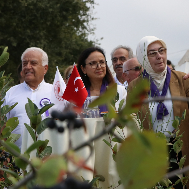 Yalova'nın coğrafi işaret belgeli aronyasında hasat başladı