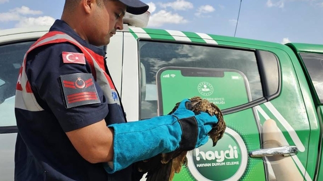 Muş'ta yaralı kartal tedaviye alındı