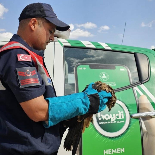 Muş'ta yaralı kartal tedaviye alındı