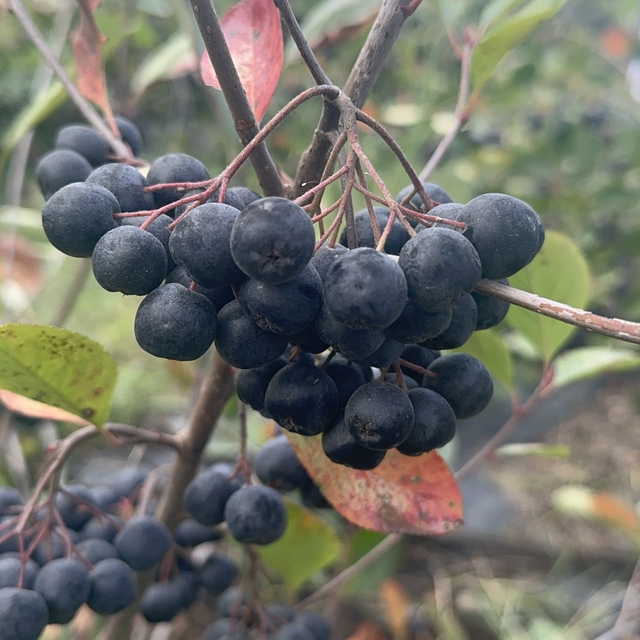 Yalova'da 'aronya' hasadı başladı