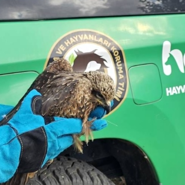 Muş'ta jandarma ekiplerinin bulduğu yaralı kartal tedavi altına alındı