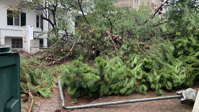Kocaeli'de sağanak sırasında devrilen ağaç yolu kapattı