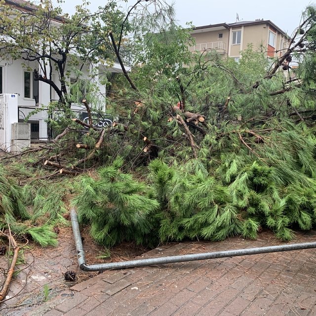 Kocaeli'de sağanak sırasında devrilen ağaç yolu kapattı
