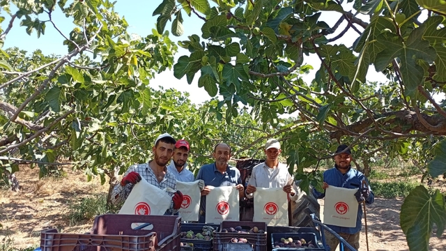 Bursa'da coğrafi işaretli siyah incir toplayan işçilere "Aile Yılı"nın önemi anlatıldı