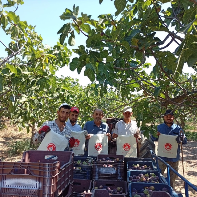 Bursa'da coğrafi işaretli siyah incir toplayan işçilere "Aile Yılı"nın önem...