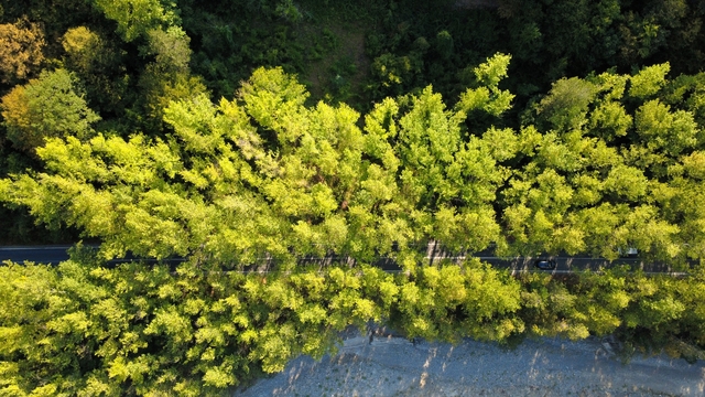 Safranbolu'nun "ağaç tüneli", misafirlerine yeşilin içinde yolculuk keyfi yaşatıyor