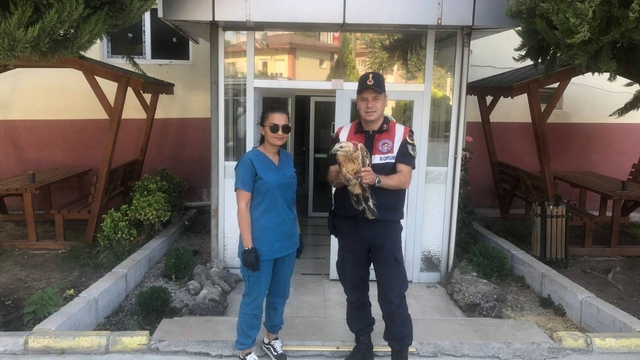 Tokat'ta yaralı halde bulunan kızıl şahin tedavi altına alındı