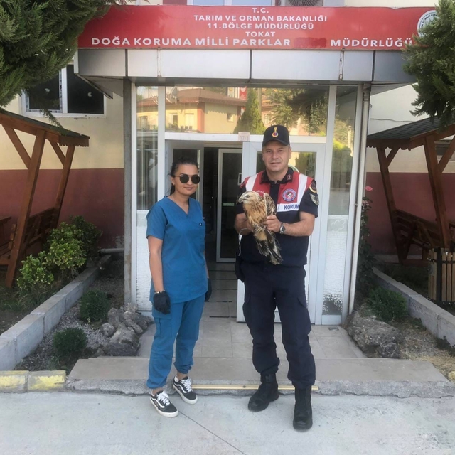 Tokat'ta yaralı halde bulunan kızıl şahin tedavi altına alındı