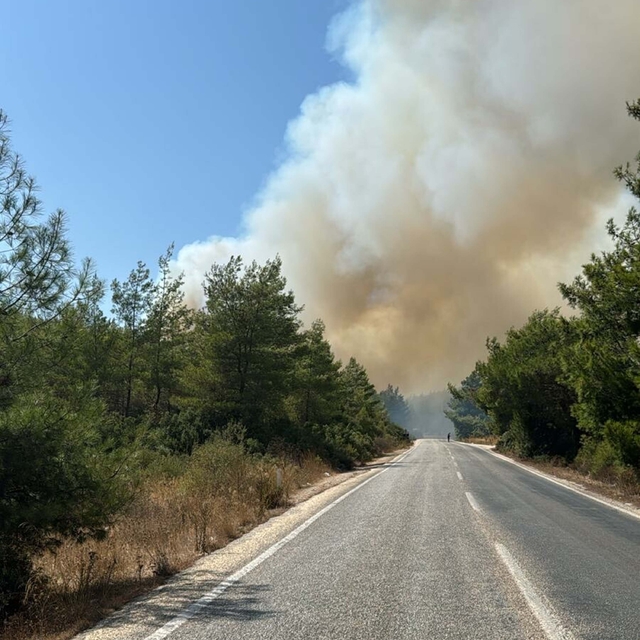 Bodrum'da orman yangını