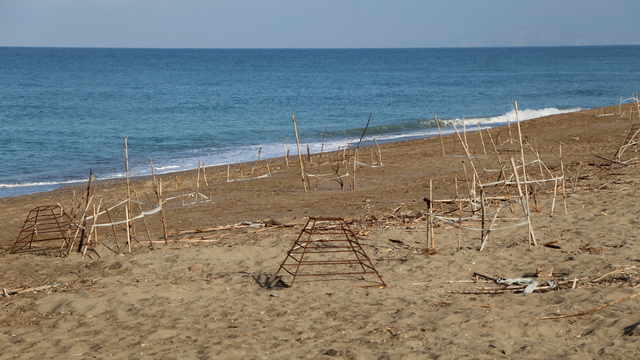 Alanya'da caretta caretta yavrularının denizle buluşma yolculuğu görüntülendi