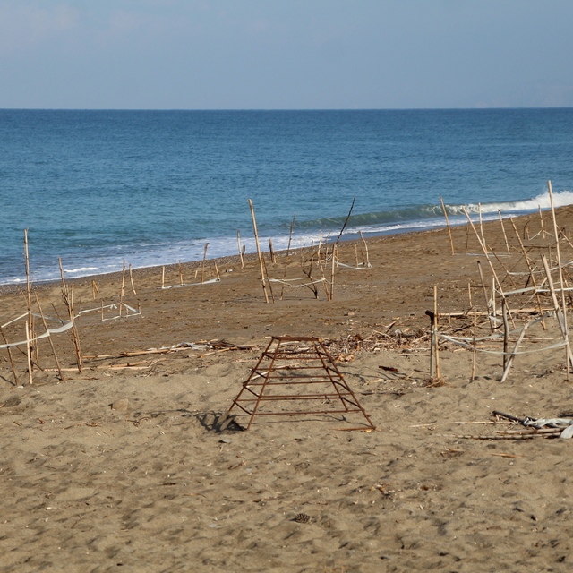 Alanya'da caretta caretta yavrularının denizle buluşma yolculuğu görüntülen...