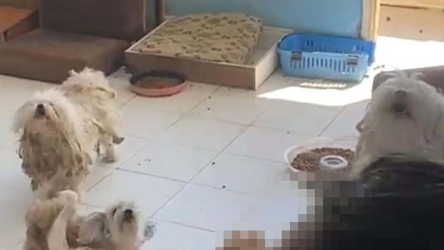 İzmir'de 20 köpeği sağlıksız şekilde evde tutan kadına 830 bin TL ceza