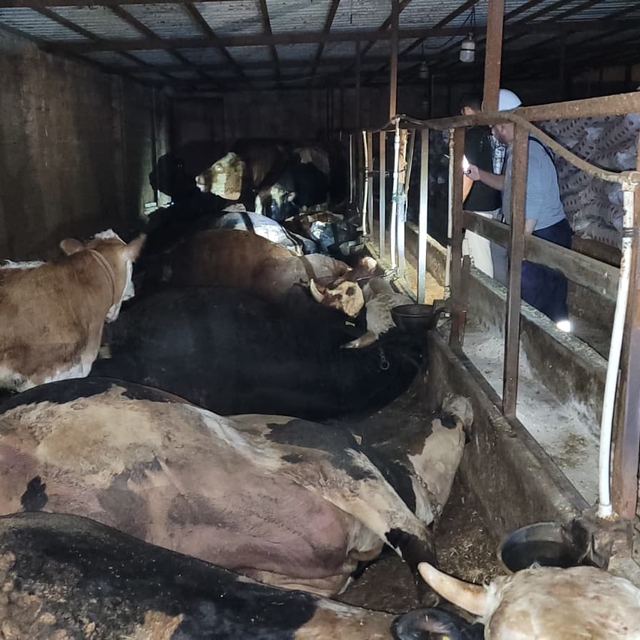 Samsun'da elektrik akımına kapılan 6 büyükbaş hayvan telef oldu