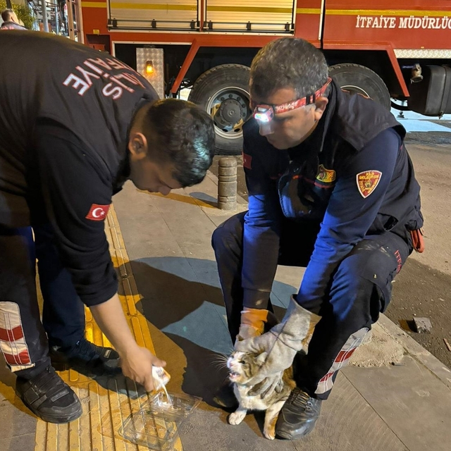 Kilis'te ağaçta mahsur kalan kedi kurtarıldı