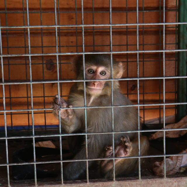 Hatay'da maymuna kötü muamelede bulunan kişi hakkında işlem başlatıldı