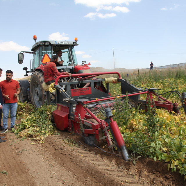 Bitlis'te kuru fasulye hasadına başlandı