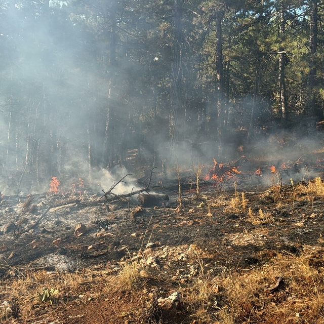 Manisa'da orman yangını; 2 saatte söndürüldü