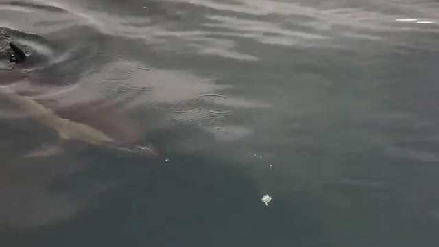 Yanına yaklaşan yunusu ekmek ve domatesle besledi