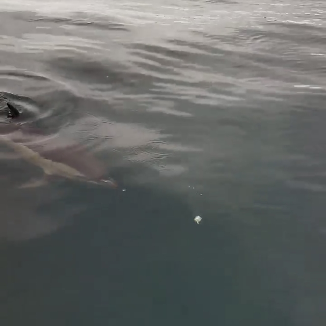 Yanına yaklaşan yunusu ekmek ve domatesle besledi