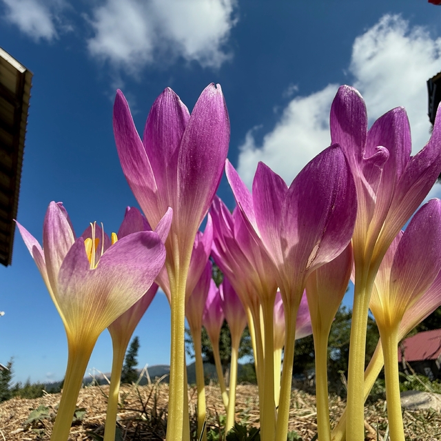 Batı Karadeniz yaylalarında sonbahar çiçekleri görülmeye başladı