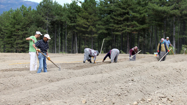 Karabük'te safran soğanı toprakla buluşuyor