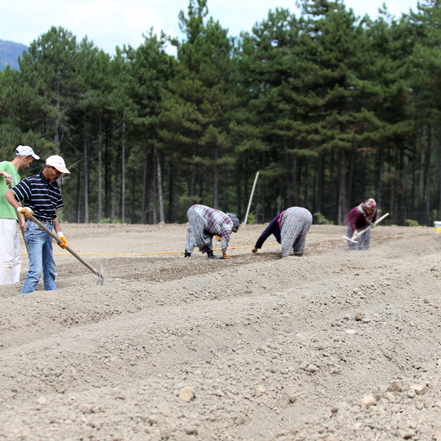 Karabük'te safran soğanı toprakla buluşuyor