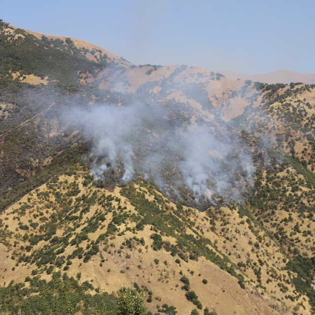 Hakkari'de ormanlık alanda çıkan yangına müdahale sürüyor