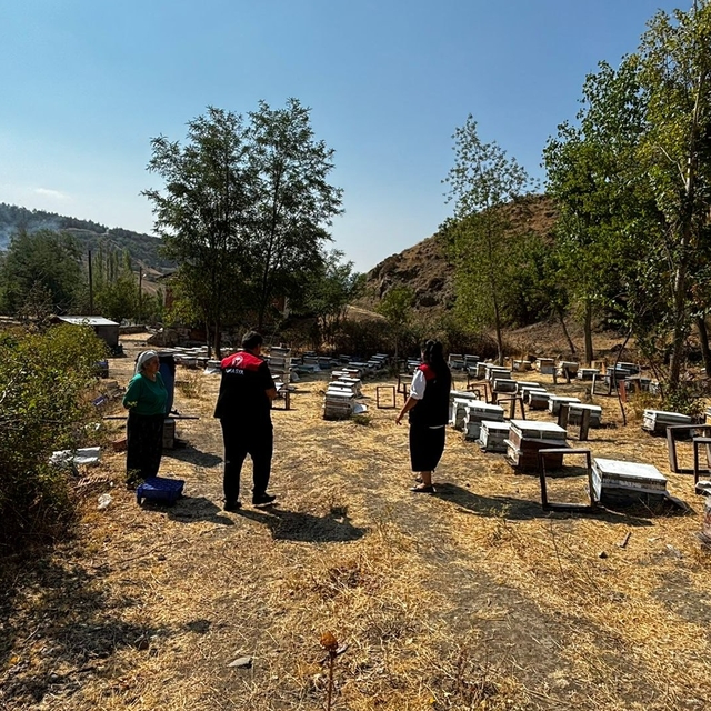 Göynücek'te arılı kovan tespitleri yapıldı