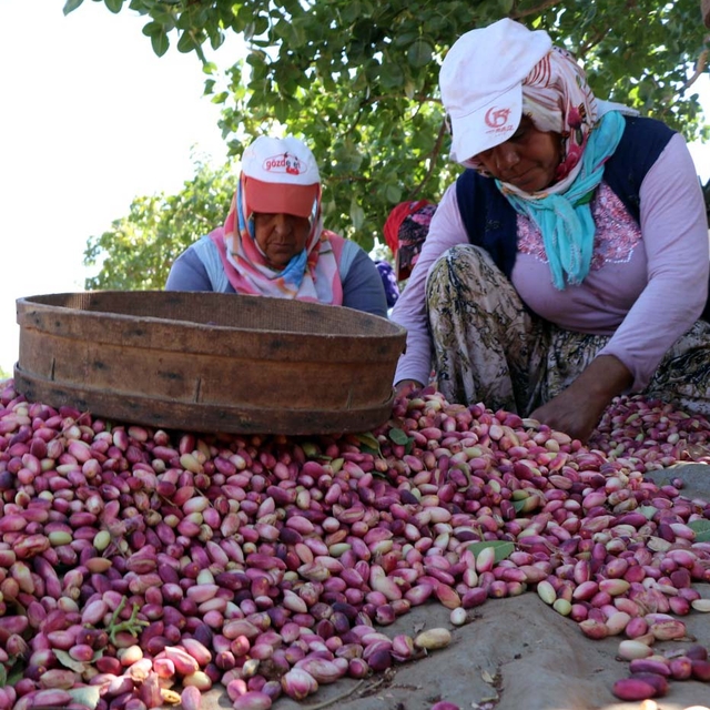 Zirai don ve kuraklık fıstık rekoltesini düşürdü