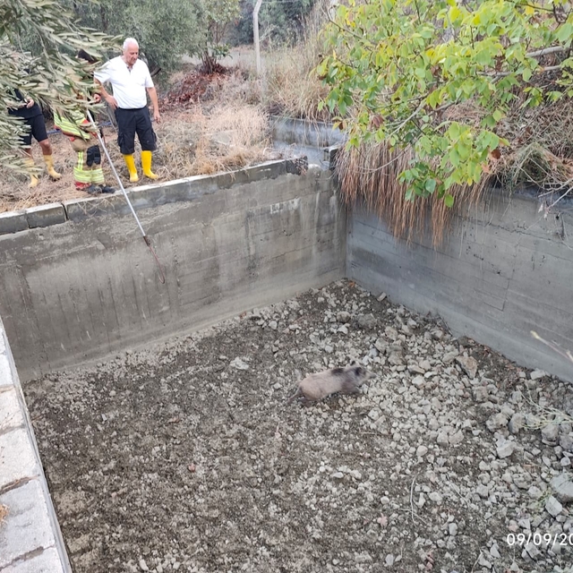 Boş havuza düşen domuzu itfaiye kurtardı