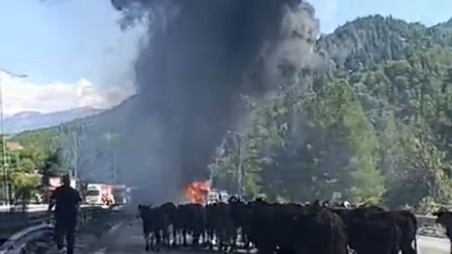 Otoyolda TIR yandı, dorsedeki hayvanları sürücü kurtardı