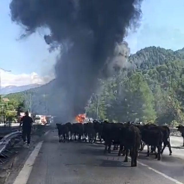 Otoyolda TIR yandı, dorsedeki hayvanları sürücü kurtardı