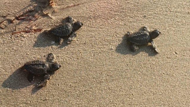 Aydın ve İzmir'de 9 yuvadan çıkan 469 caretta caretta yavrusu, denizle buluştu