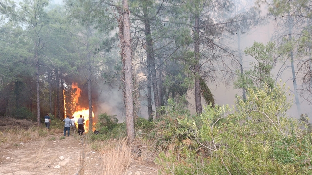 Osmaniye'de orman yangını