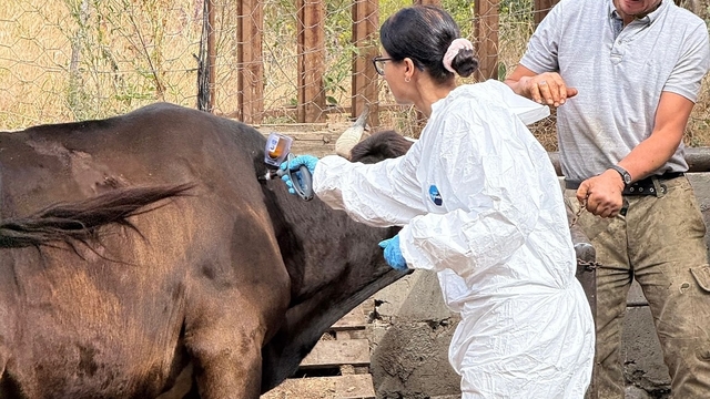 Kastamonu'da 'şap' nedeniyle 69 köye hayvan giriş- çıkışı yasaklandı
