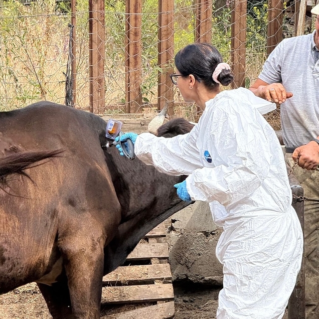 Kastamonu'da 'şap' nedeniyle 69 köye hayvan giriş- çıkışı yasaklandı