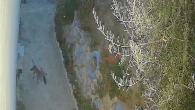 Evin önündeki ayakkabıları götüren tilki kamerada