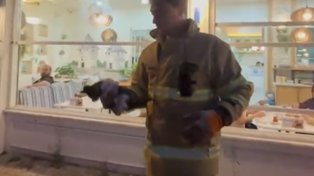 Otomobilin motoruna sıkışan yavru kedi kurtarıldı