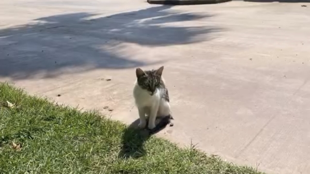 Kocaeli'de denize düşen kedi kurtarıldı