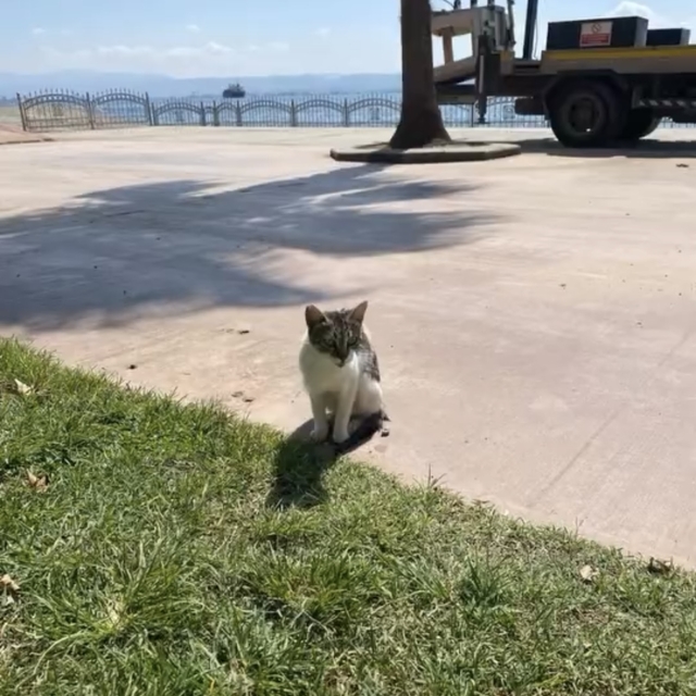 Kocaeli'de denize düşen kedi kurtarıldı
