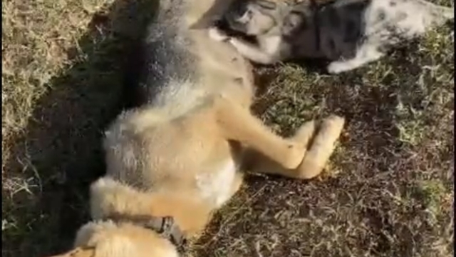 Orman işçisinin kalp masajı yaptığı köpek kurtaramadı