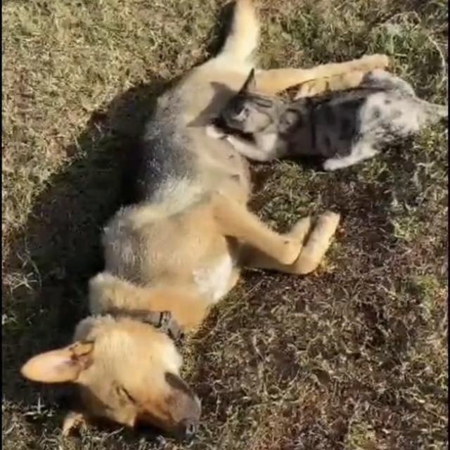 Orman işçisinin kalp masajı yaptığı köpek kurtaramadı