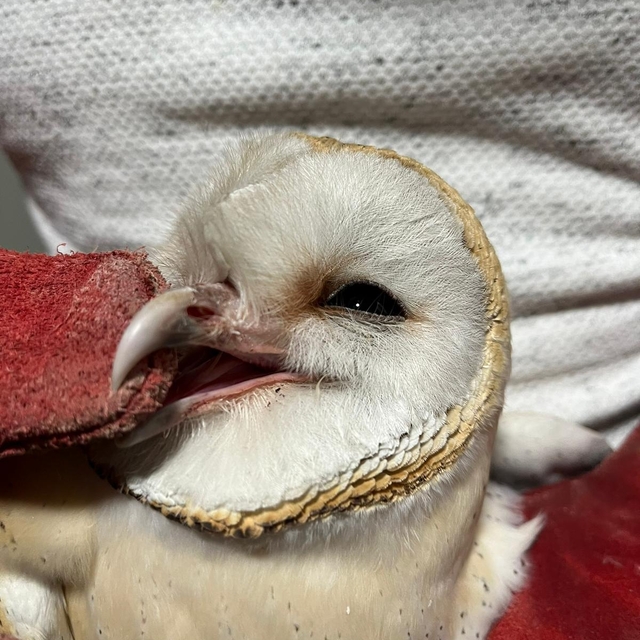 Erzurum'da bitkin bulunan peçeli baykuş, bakımının ardından doğaya salındı