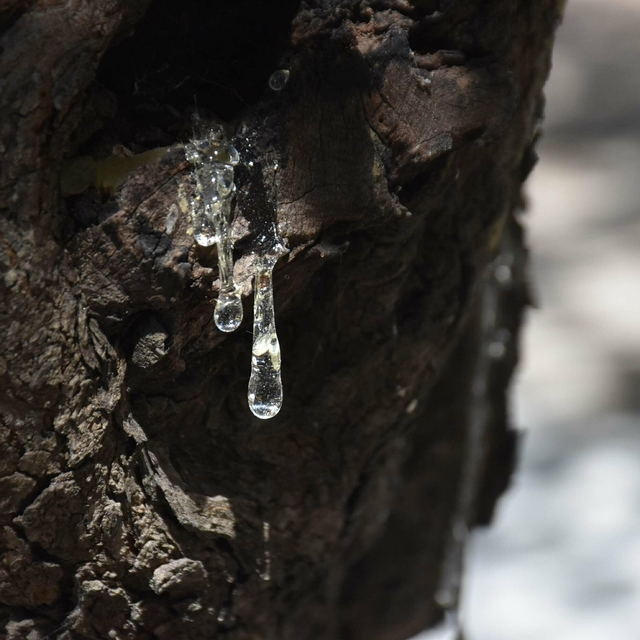 Çeşme'de sakız hasadı başladı