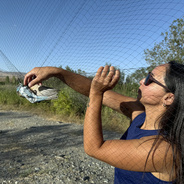 Aras Kuş Cenneti'nde 1 ayda yaklaşık 2 bin kuş halkalandı