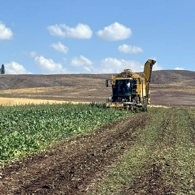Gemerek'te pancar hasadı başladı