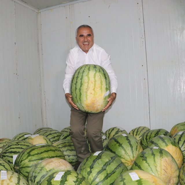 Diyarbakır'da 76 dev karpuz, yarışma öncesi soğuk hava deposunda korunuyor