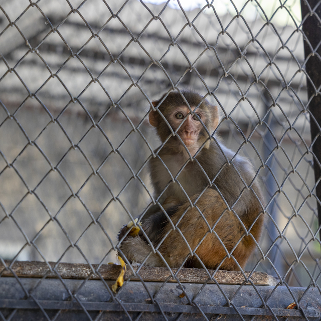 Şiddet mağduru maymun koruma altında