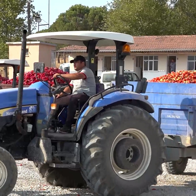 Sındırgı'da salçalık domates için yükleme rampası yapıldı